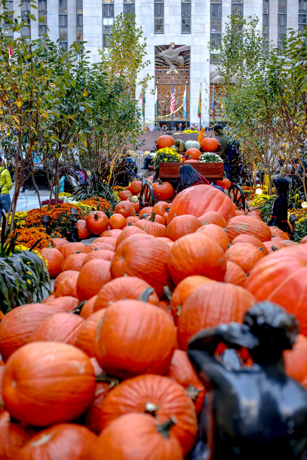 The Rockefeller Center Fall 2018