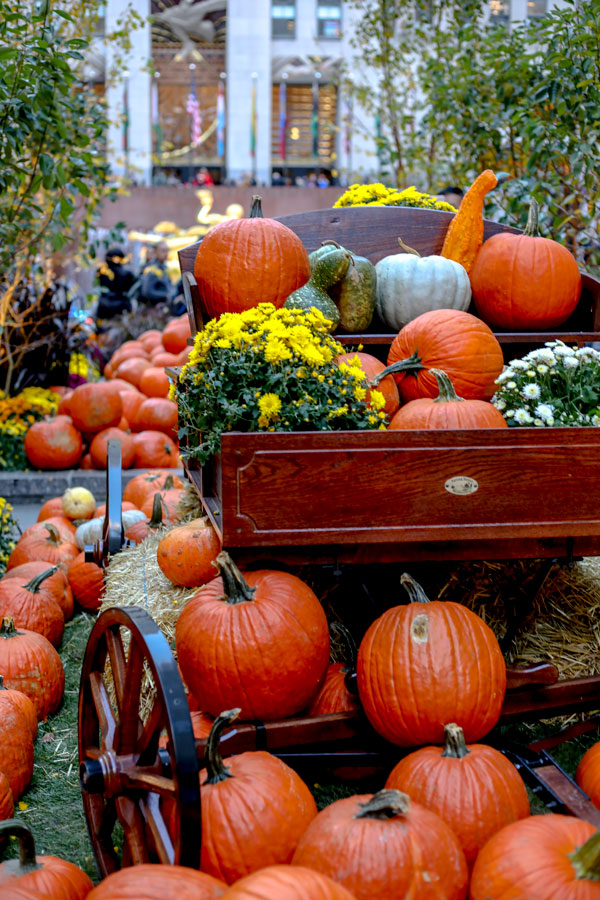 Rockefeller Plaza - Fall and the Pumpkins