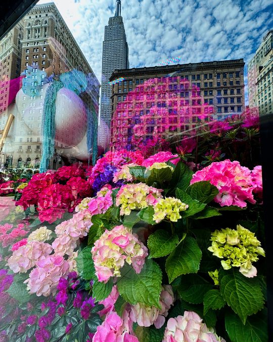 Macy's Flowers