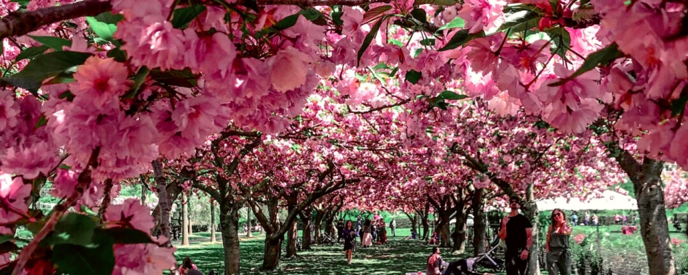 5 places in NJ to see cherry blossoms bloom